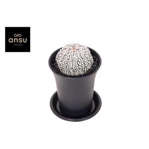 Astrophytum Asterias Super Kabuto