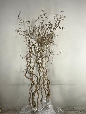 <h4>Corylus (2-jarig)</h4>