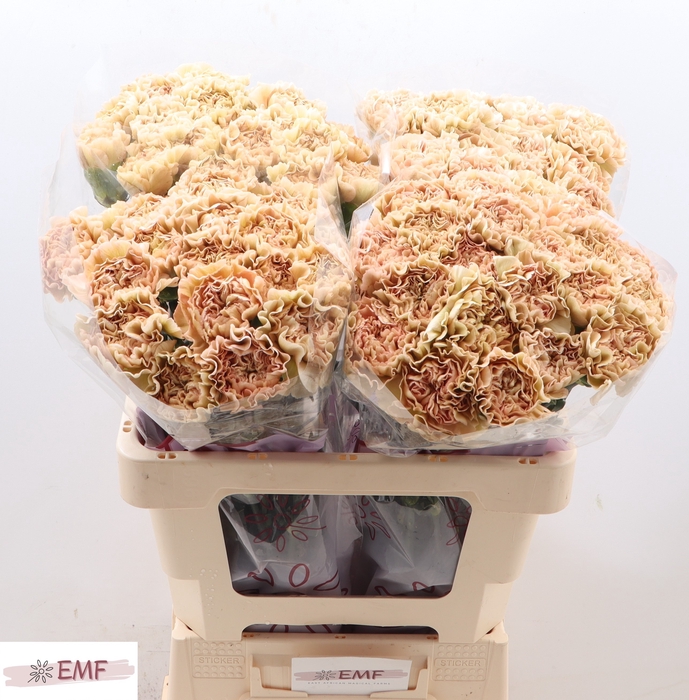 <h4>DI ST LEGE MARRONE</h4>