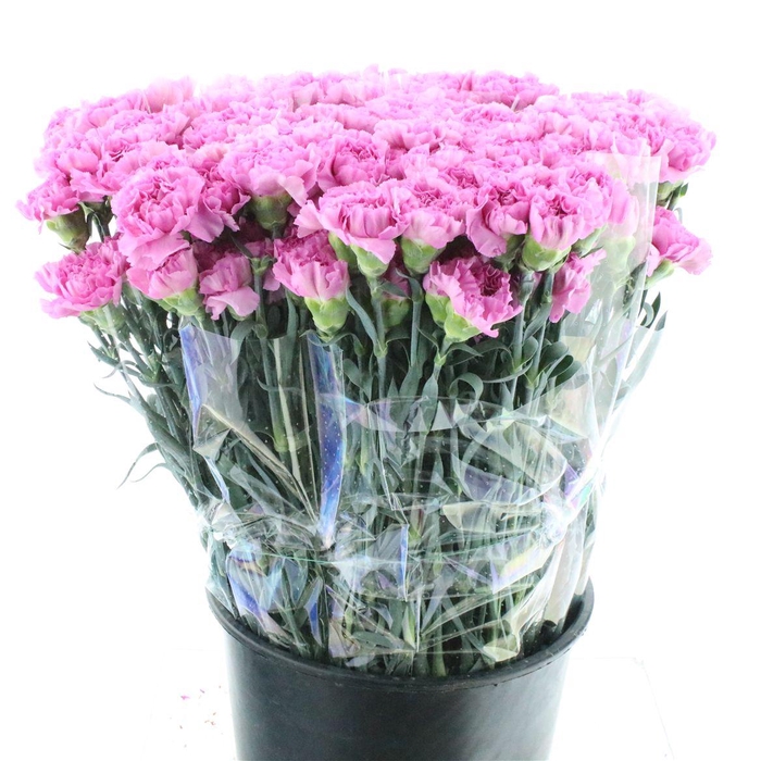 <h4>Di St Akela</h4>