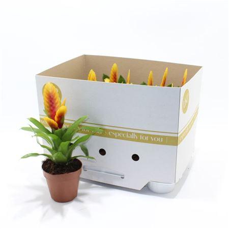 <h4>Vries Delphinus</h4>