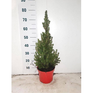 PICEA GL CONICA