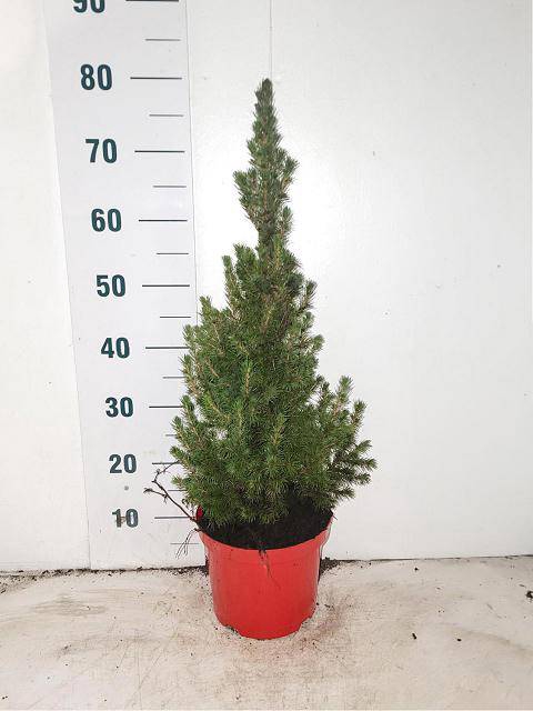 <h4>PICEA GL CONICA</h4>