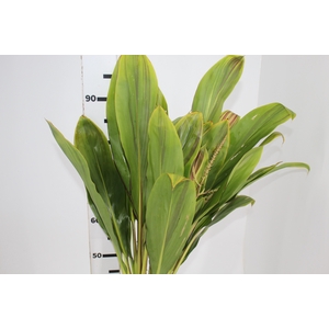 FOLHAGEM DRACENA KIWI