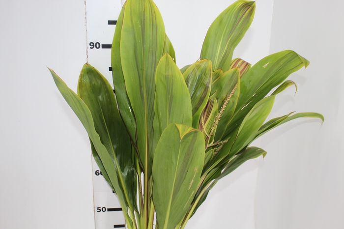 <h4>FOLHAGEM DRACENA KIWI</h4>