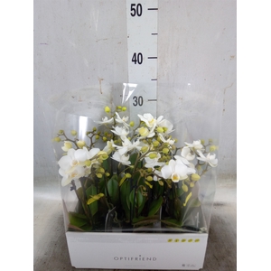 Phalaenopsis multi.   ...white
