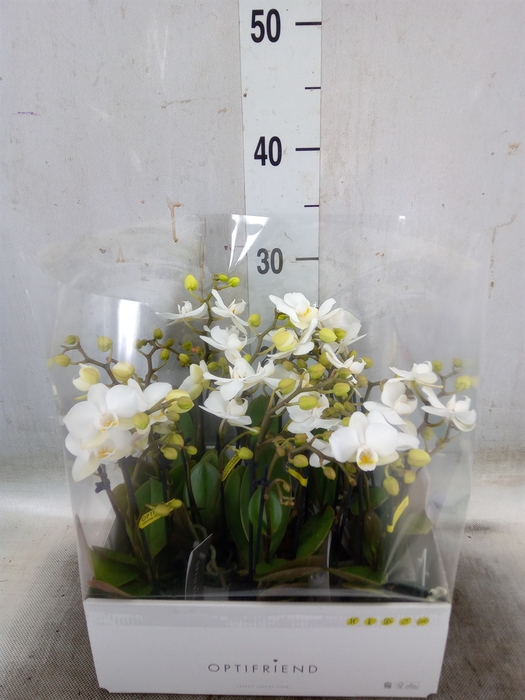 <h4>Phalaenopsis multi.   ...white</h4>