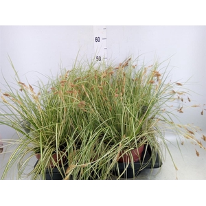 Carex hachijoensis 'Evergold'