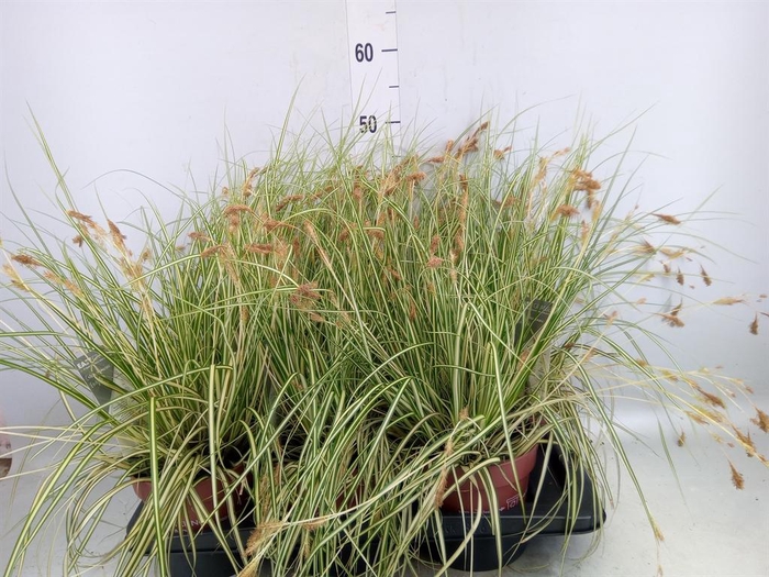 <h4>Carex hachijoensis 'Evergold'</h4>