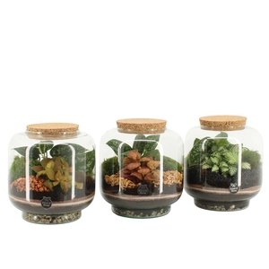 41546: Treasure time arrangement