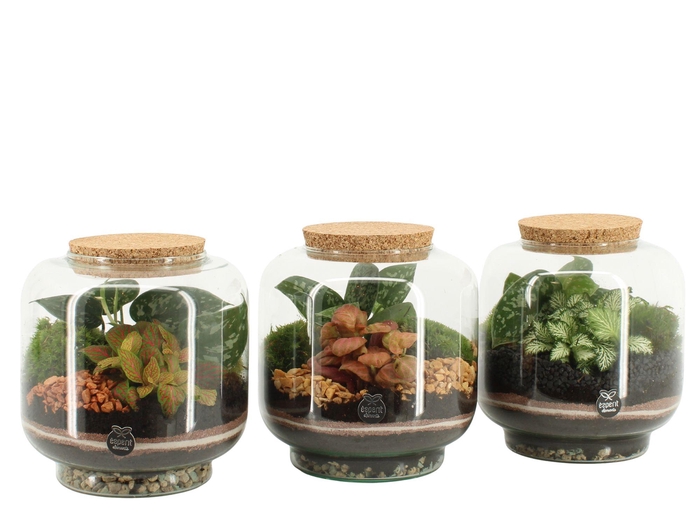 <h4>41546: Treasure time arrangement</h4>