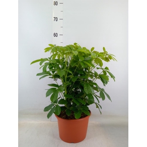 Schefflera arbor. 'Nora'