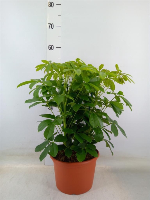 <h4>Schefflera arbor. 'Nora'</h4>