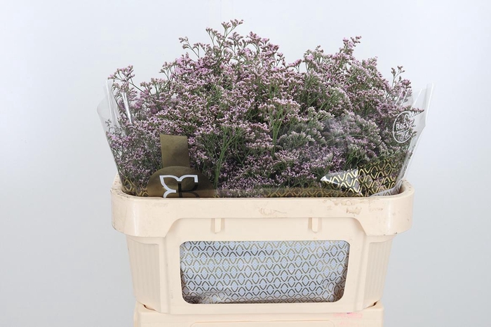 <h4>Lim Saf Oshi Pink</h4>