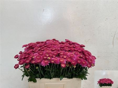 <h4>Chr T Blenda Purper</h4>
