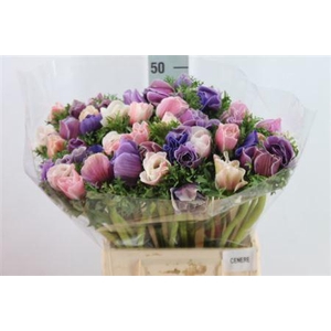 Anemone Mistral Super Cenere