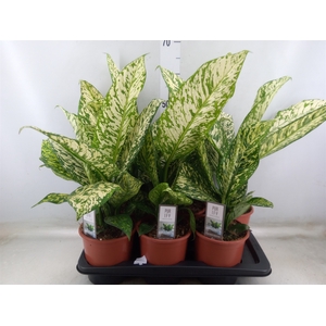 Dieffenbachia