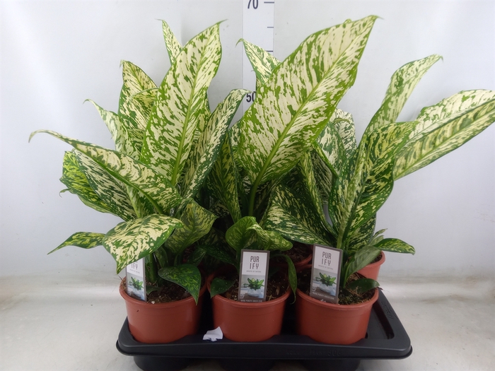 <h4>Dieffenbachia</h4>