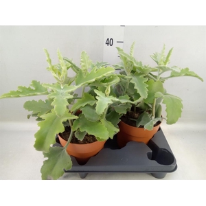 Kalanchoe NF beharensis