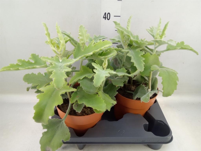 Kalanchoe NF beharensis
