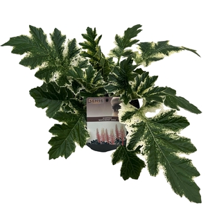 Acanthus 'White Water' sense