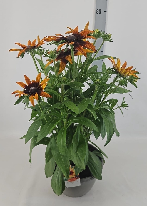 <h4>RUDB SUNBECK EMMA</h4>