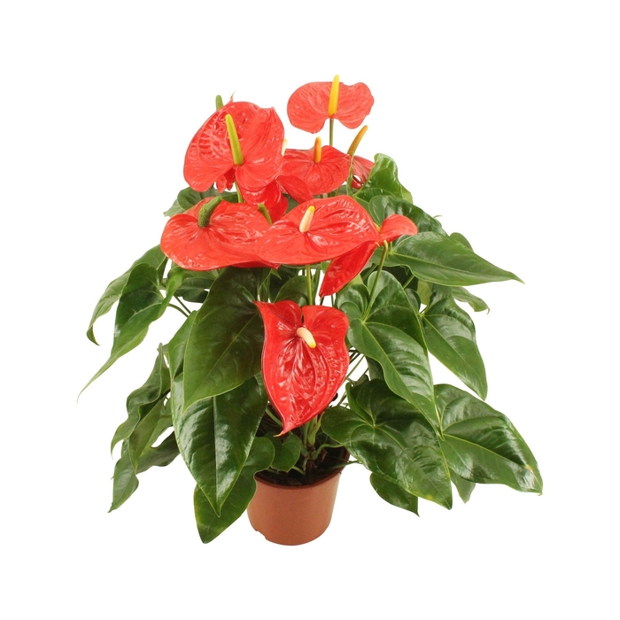 <h4>Anthurium XL.88 Aloha Red 30cm ( 's Werelds grootste Anthurium!)</h4>