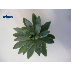 Echeveria Hookerii Cutflower