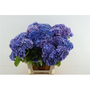 Hydr M Branched Bodensee Blue