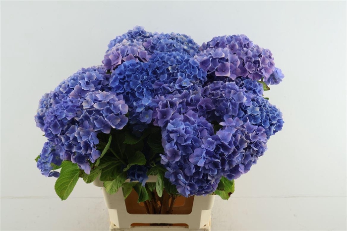 <h4>Hydr M Branched Bodensee Blue</h4>