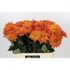 Dahlia Dr Phil