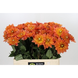 Dahlia Dr Phil