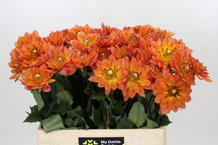 <h4>Dahlia Dr Phil</h4>