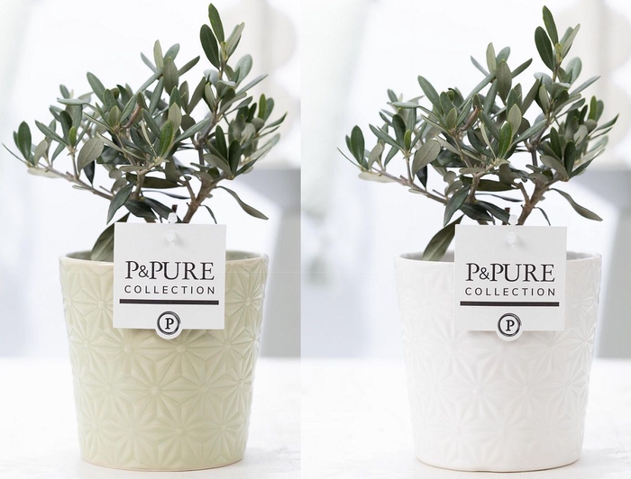 <h4>Olea Europaea Keramiek Juliette</h4>