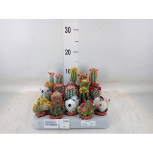 Cactus   ...decorated