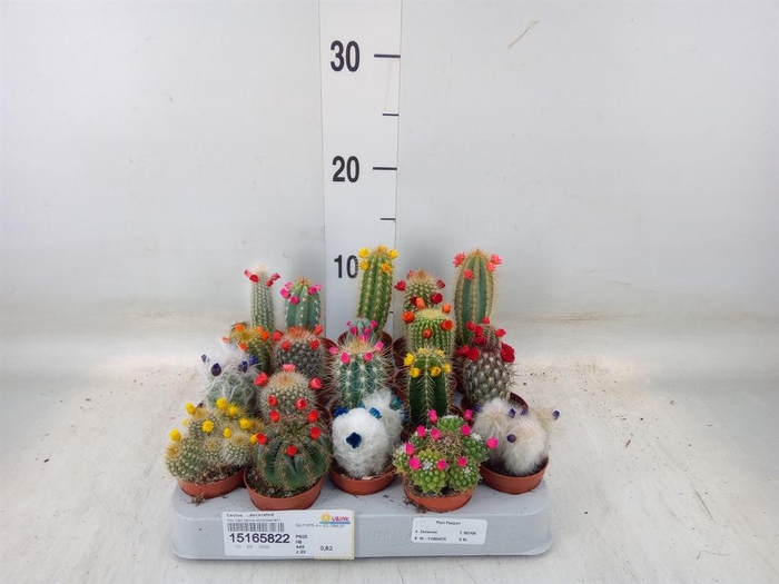 <h4>Cactus   ...decorated</h4>