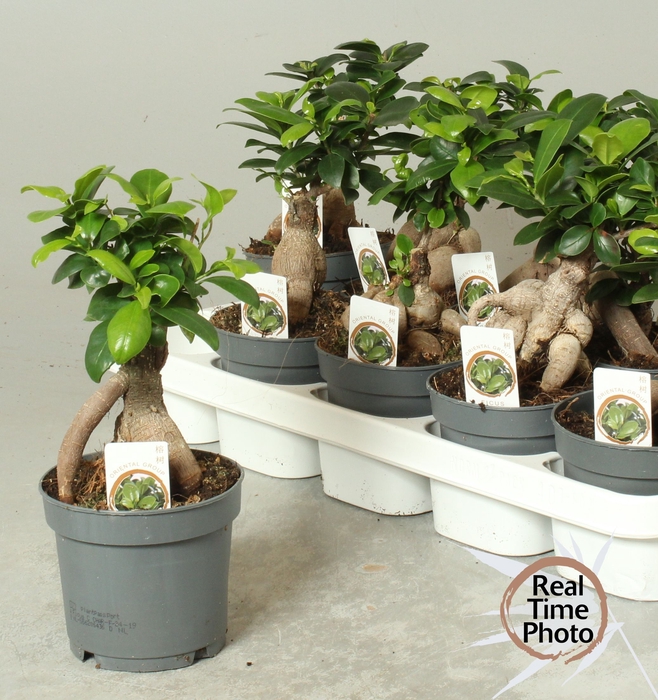 <h4>FIC MI GINSENG</h4>