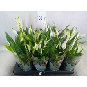 Spathiphyllum  'Pearl Cupido'