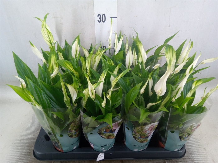 <h4>Spathiphyllum  'Pearl Cupido'</h4>