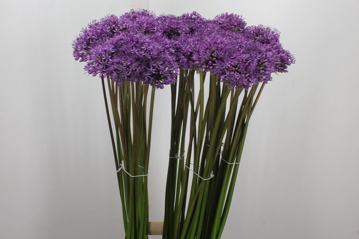 <h4>Allium Gladiator</h4>