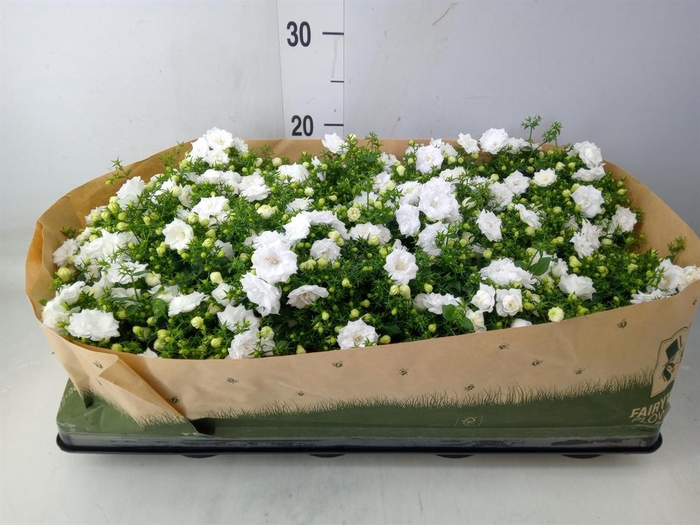 <h4>Campanula   ...</h4>