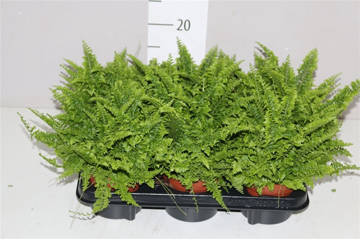 <h4>Nephrolepis Ex Vitale</h4>