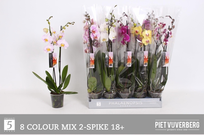 <h4>PHAL GEM 8 KL</h4>