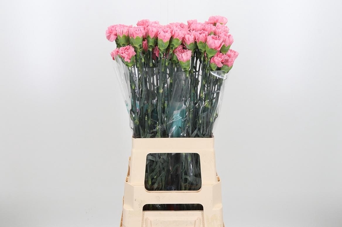 <h4>Di St Corvette</h4>