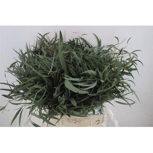 Euca Nicoly Short 150gr P Bunch