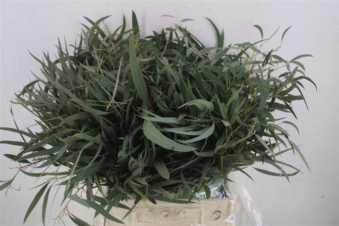 <h4>Euca Nicoly Short 150gr P Bunch</h4>