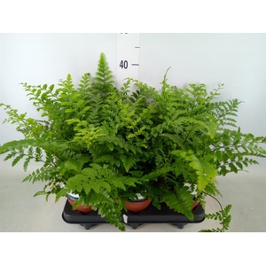 Asplenium  'Parvati'