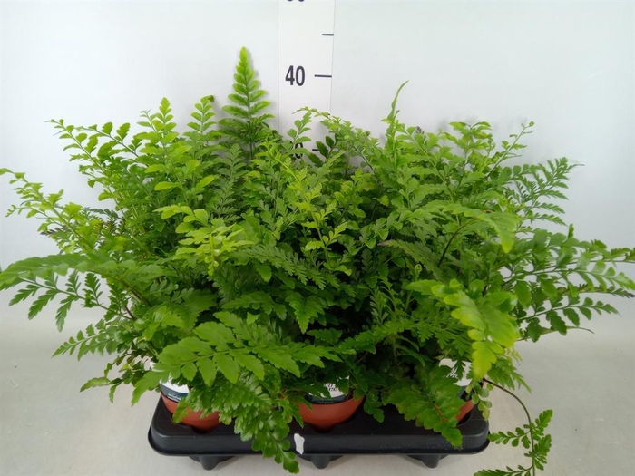 <h4>Asplenium  'Parvati'</h4>