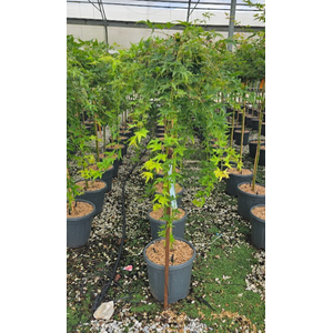 Acer palmatum