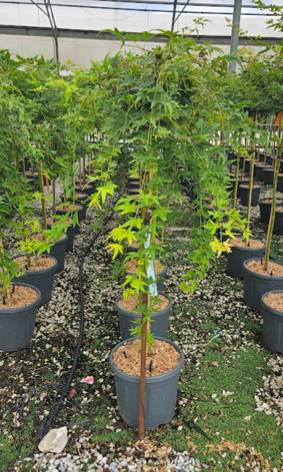 <h4>Acer palmatum</h4>